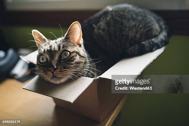 tabby cat inside a small carboard box at home - cat box stock pictures, royalty-free photos & images