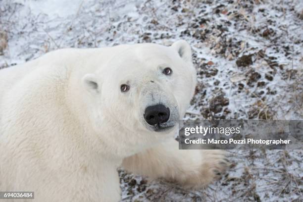 close-up a bear - soltanto un animale 個照片及圖片檔