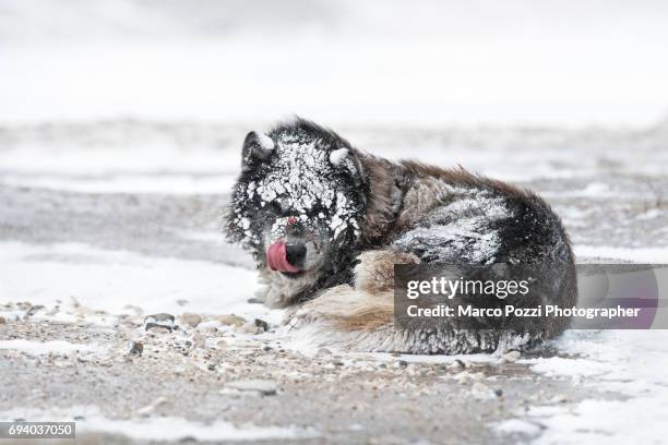 eskimo dog under the snow - soltanto un animale 個照片及圖片檔