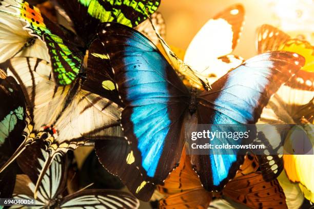 nahaufnahme von bunten schmetterlingen in folge - butterfly effect stock-fotos und bilder
