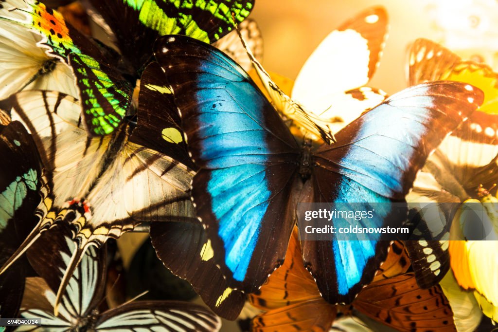 Close up of brightly coloured butterflies in a row