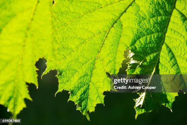 gunnera leaves in holehird gardens, windermere, uk. - gunnera plant fotografías e imágenes de stock