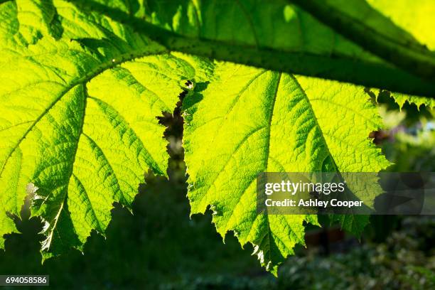 gunnera leaves in holehird gardens, windermere, uk. - gunnera plant fotografías e imágenes de stock
