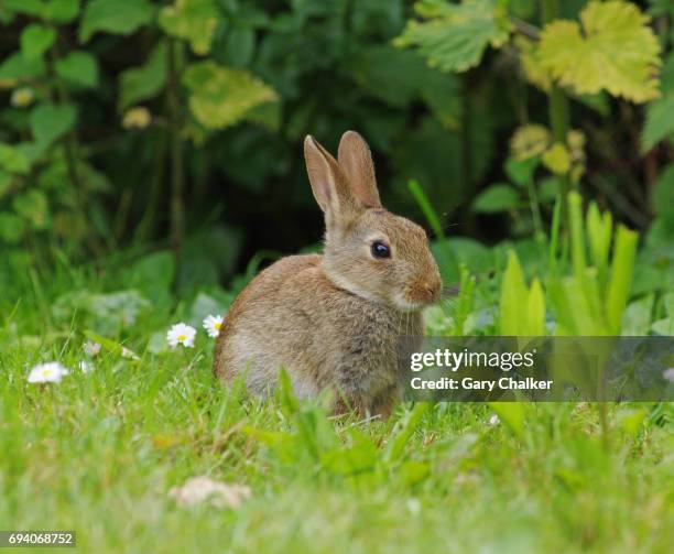 Wild Rabbit Britain 488 Wild Rabbits Uk Stock Photos, High-Res Pictures, and Images - Getty ...