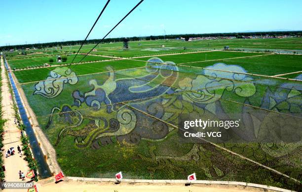 Rice paddy painting of a dragon is displayed at paddy fields on June 8, 2017 in Shenyang, Liaoning Province of China.