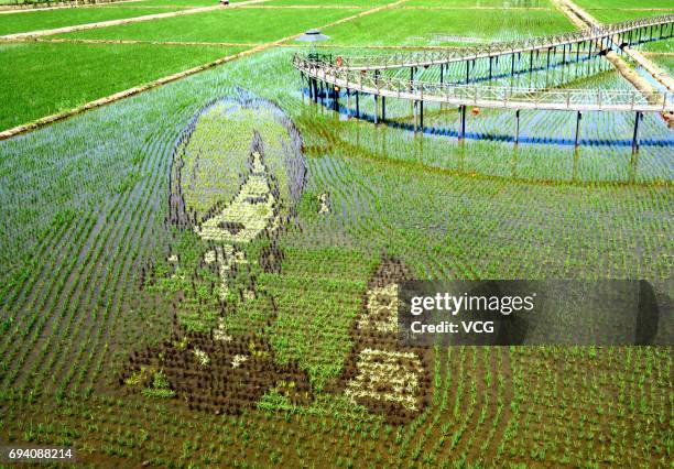 Rice paddy painting is displayed at paddy fields on June 8, 2017 in Shenyang, Liaoning Province of China.