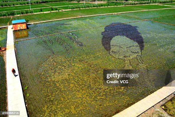 Rice paddy painting is displayed at paddy fields on June 8, 2017 in Shenyang, Liaoning Province of China.