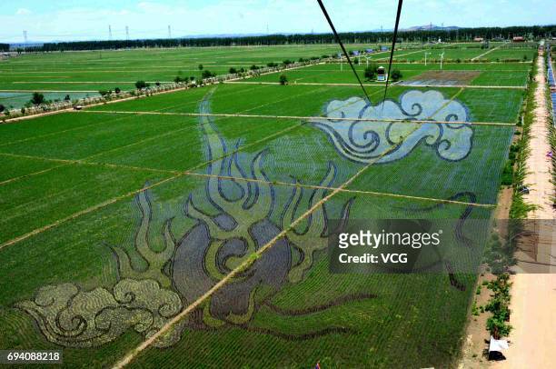 Rice paddy painting of a dragon is displayed at paddy fields on June 8, 2017 in Shenyang, Liaoning Province of China.
