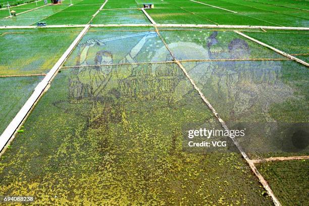 Rice paddy painting is displayed at paddy fields on June 8, 2017 in Shenyang, Liaoning Province of China.