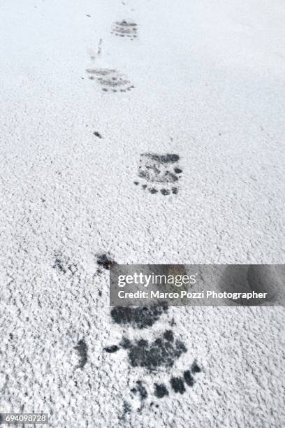 bear's foorprints - bear tracks bildbanksfoton och bilder