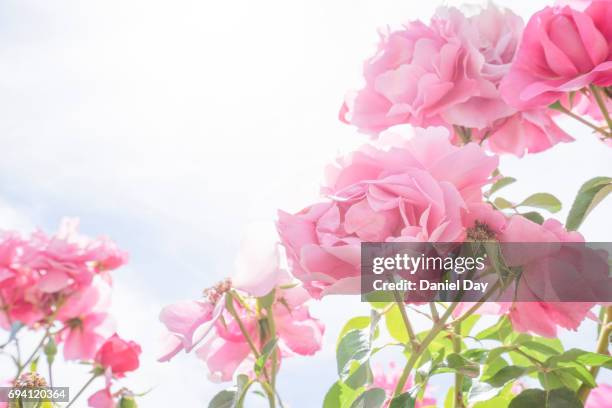 pink roses in nature, strong backlight - pink flowers stock-fotos und bilder