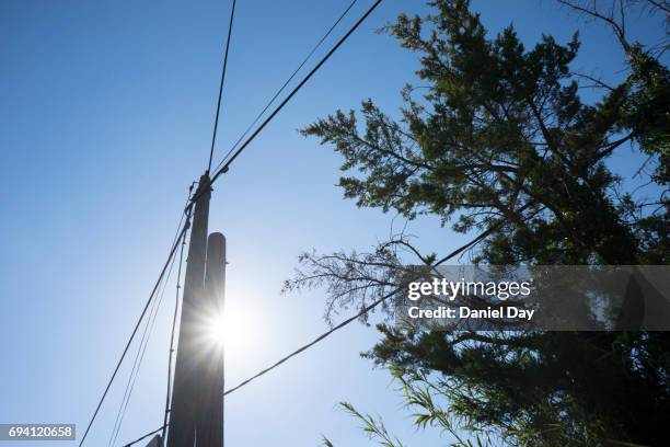 Power Line Trees Photos and Premium High Res Pictures - Getty Images
