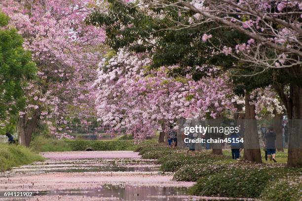 a pink trumpet tree or tabebuia rosea in beautiful garden with a small lake and blue sky in summer season of thailand, asia. - tabebuia stock pictures, royalty-free photos & images