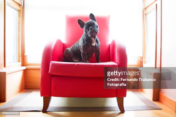 dog sitting in a red armchair looking at camera - sweet little models stock pictures, royalty-free photos & images