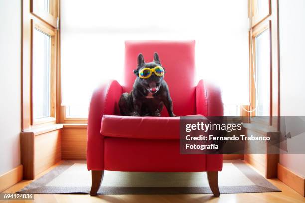 dog sitting in a red armchair with yellow sunglasses and yawning - guard dog stock pictures, royalty-free photos & images