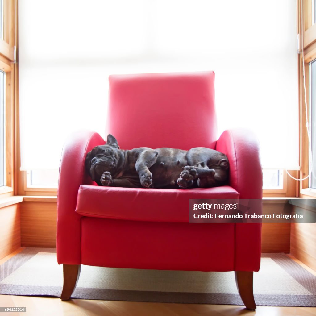 Dog rests in a red armchair