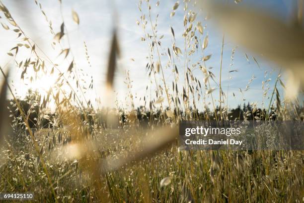 backlit long yellow grass in a field, provence, france - long grass bildbanksfoton och bilder