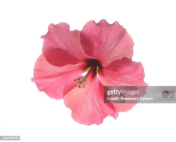 beautiful pink hibiscus flower on white. - hibiscus flower stock-fotos und bilder