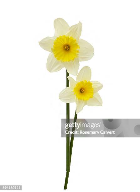 white daffodils with yellow trumpets on white - daffodil stock pictures, royalty-free photos & images