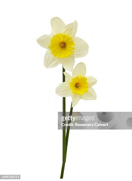 white daffodils with yellow trumpets on white - daffodil imagens e fotografias de stock