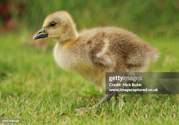 duckling - nick chicka stock pictures, royalty-free photos & images