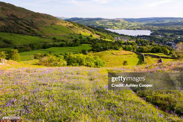 looking towards ambleside and lake windermere from red screes in the lake district, uk, with bluebells in the foreground. - lake windermere stock-fotos und bilder