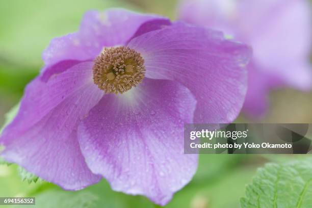 shiraneaoi / japan's unique alpine plant - 雨粒 stock pictures, royalty-free photos & images