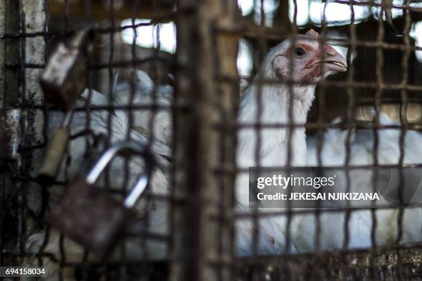 Broiler chicken sits inside a cage at the Mbare Market in Harare on June 9, 2017. - South Africa has halted poultry imports from Zimbabwe after a...