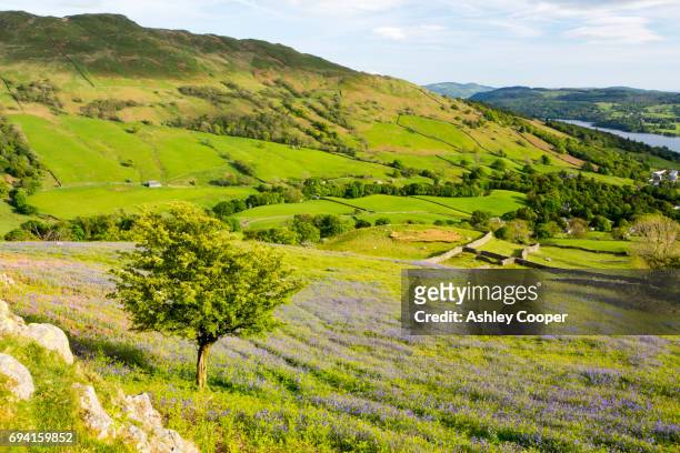 looking towards ambleside and lake windermere from red screes in the lake district, uk, with bluebells in the foreground. - ambleside stock pictures, royalty-free photos & images
