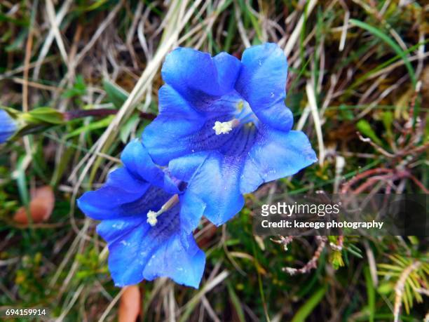 blue gentian - herbstenzian stock-fotos und bilder