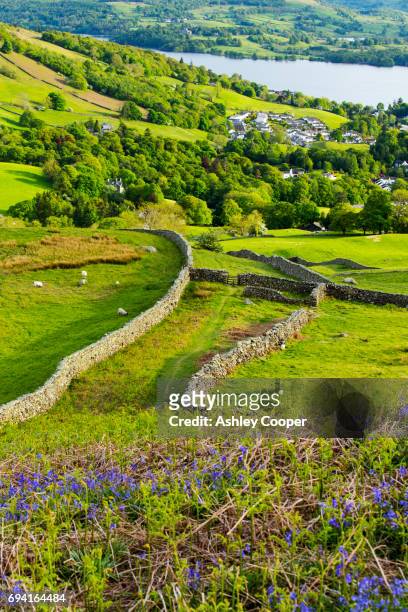 looking towards ambleside and lake windermere from red screes in the lake district, uk, with bluebells in the foreground. - lago windermere foto e immagini stock