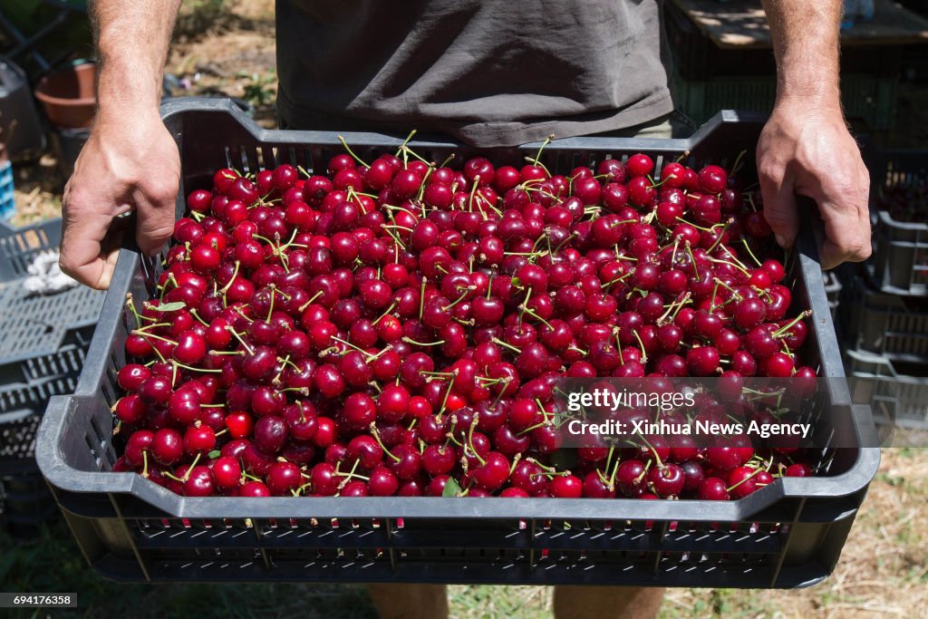 HUNGARY-ERD-AGRICULTURE-SOUR CHERRY-HARVEST