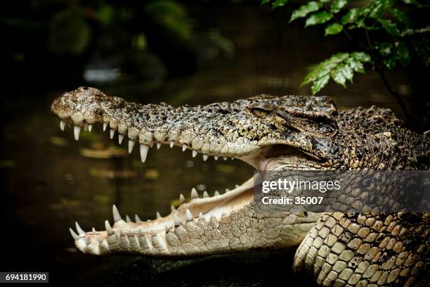 saltwater crocodile - crocodylus porosus stock pictures, royalty-free photos & images