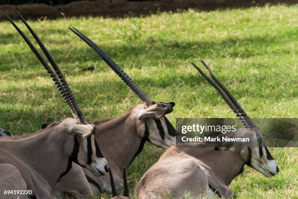 Beisa 183 Beisa Stock Photos, High-Res Pictures, and Images - Getty Images