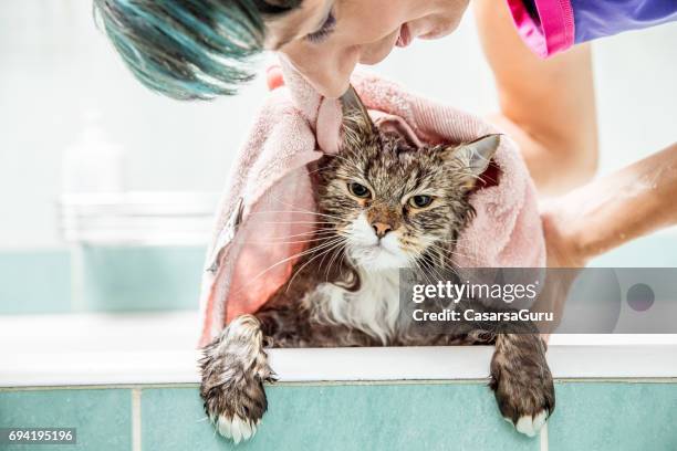 woman drying  wet cat with towel  in the bathroom - funny pets stock pictures, royalty-free photos & images