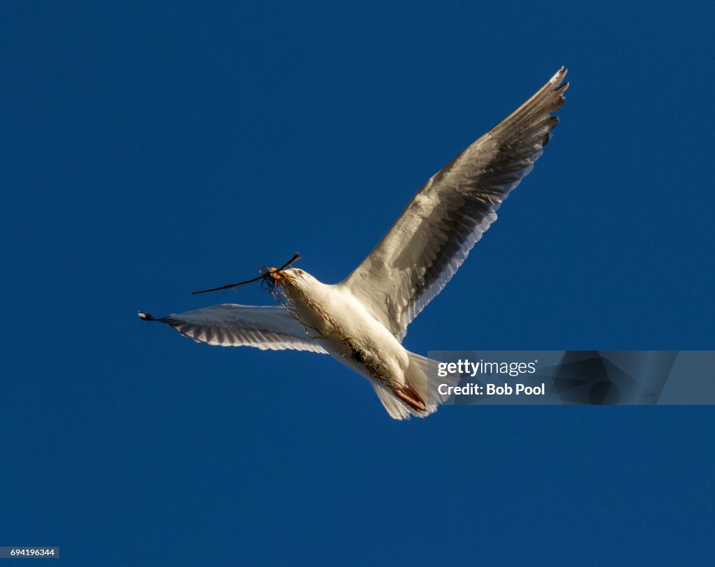 California gull in flight with nesting material.