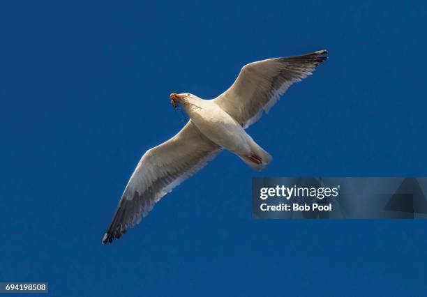 california gull in flight with nesting material. - gaviota de california fotografías e imágenes de stock