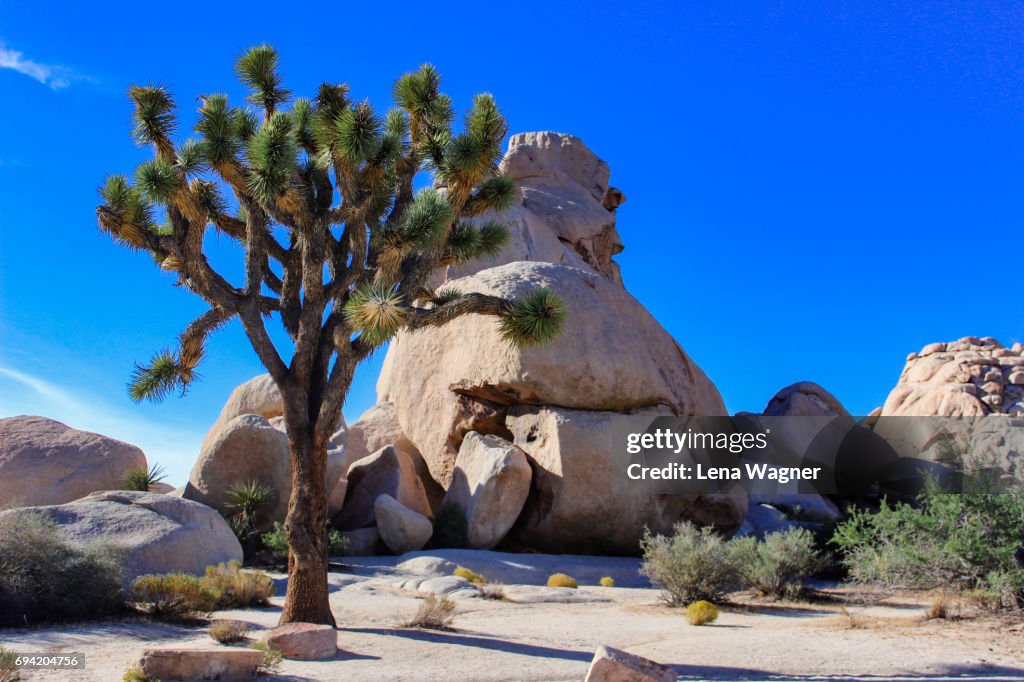 Joshua Tree and rock against blue sky