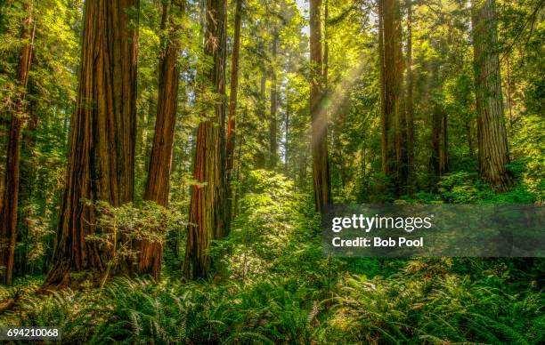 giant redwood trees in the redwood national and state parks. - redwood stock-fotos und bilder