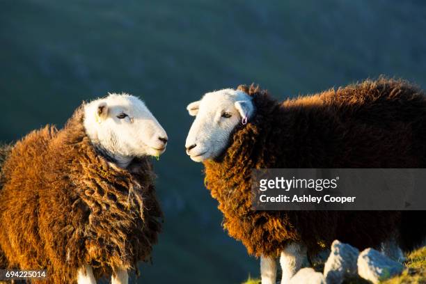 yearling herdwick sheep grazing on the summit of great carrs at sunset in the lake district, uk. - herdwick sheep stockfoto's en -beelden