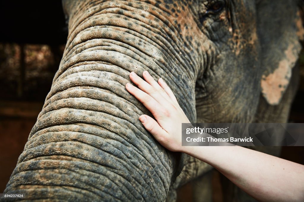 Teenage boy touching trunk of Asian elephant