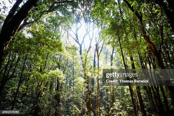 Cloud forest in Doi Inthanon National Park Chiang Mai Thailand