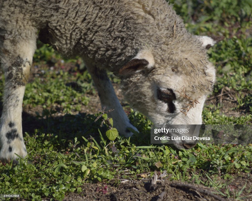 Sheep and the forest firewall