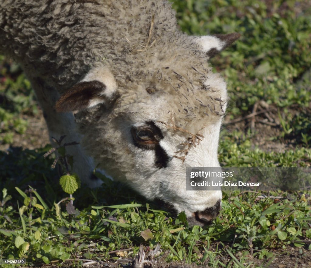 Sheep and the forest firewall