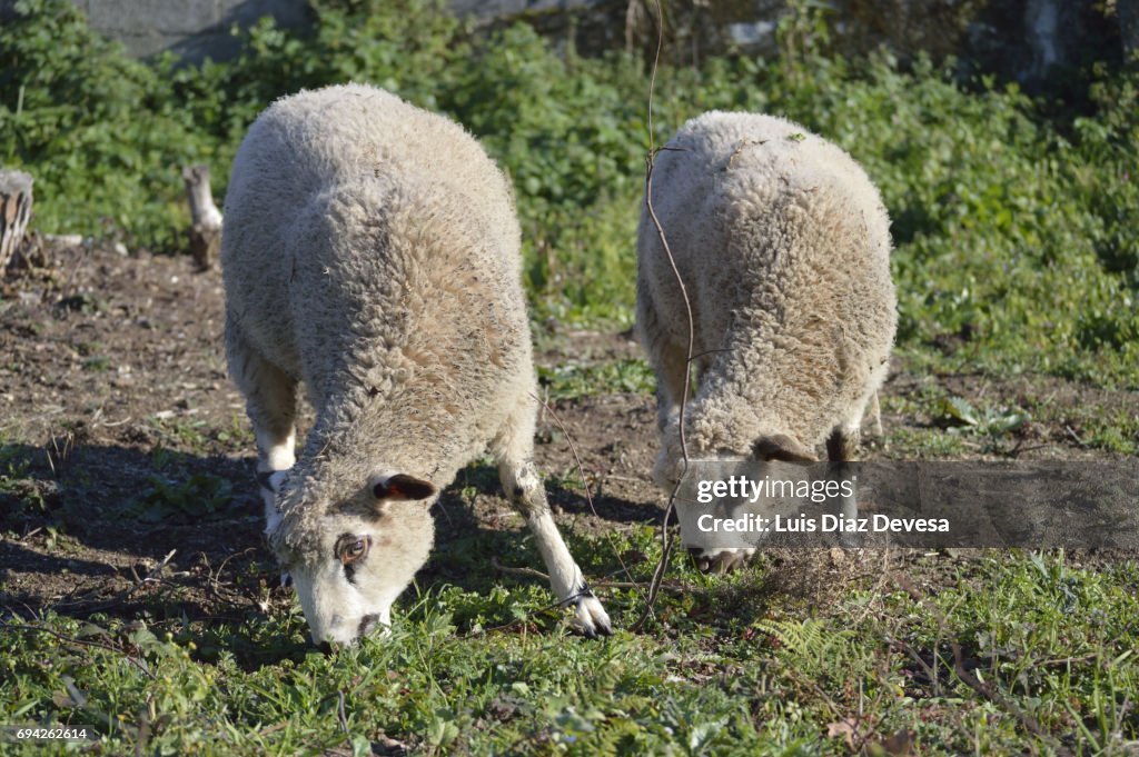 Sheep and the forest firewall