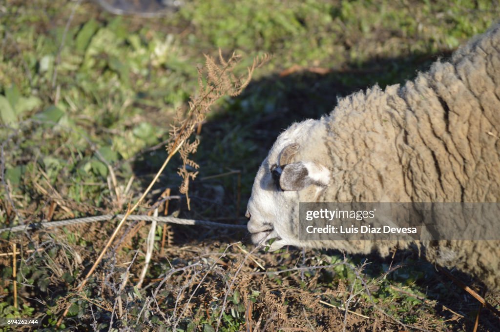 Sheep and the forest firewall