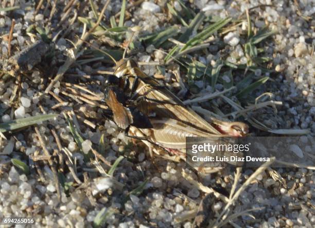 the sand wasp paralyzes the grasshopper - killing ants stock pictures, royalty-free photos & images