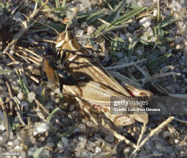 the sand wasp paralyzes the grasshopper - killing ants stock pictures, royalty-free photos & images