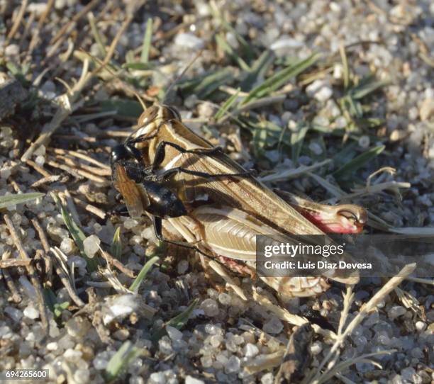 the sand wasp paralyzes the grasshopper - killing ants stock pictures, royalty-free photos & images