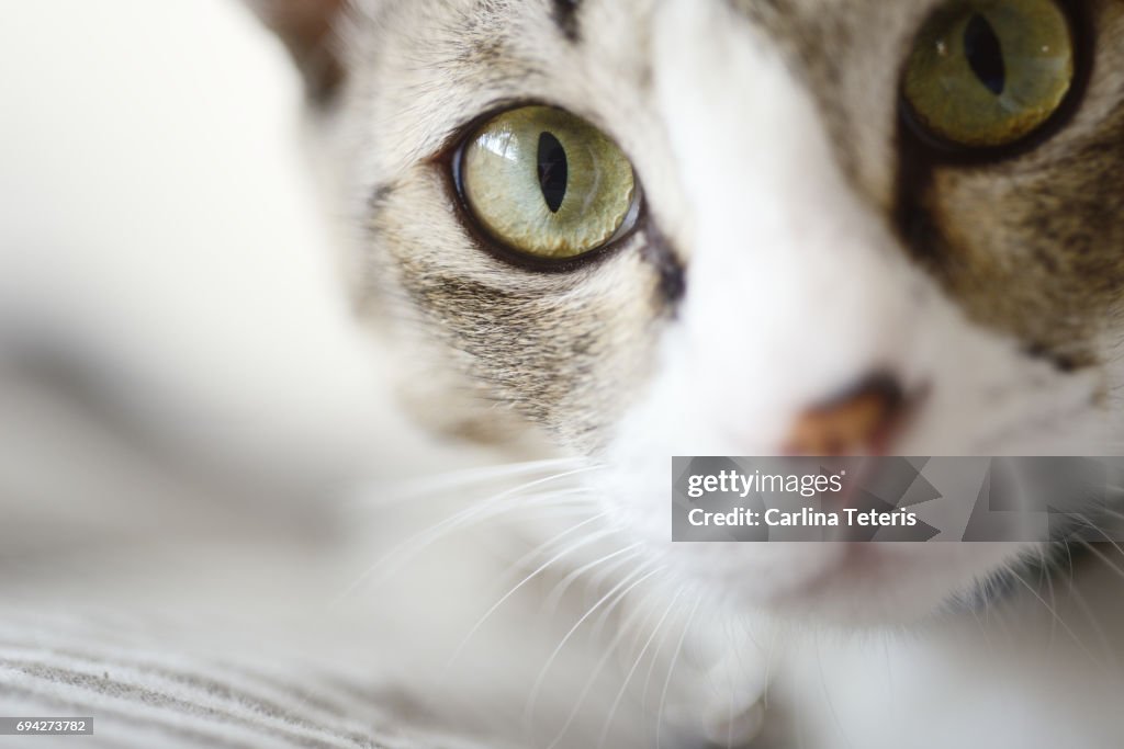 Close up of cat looking into camera